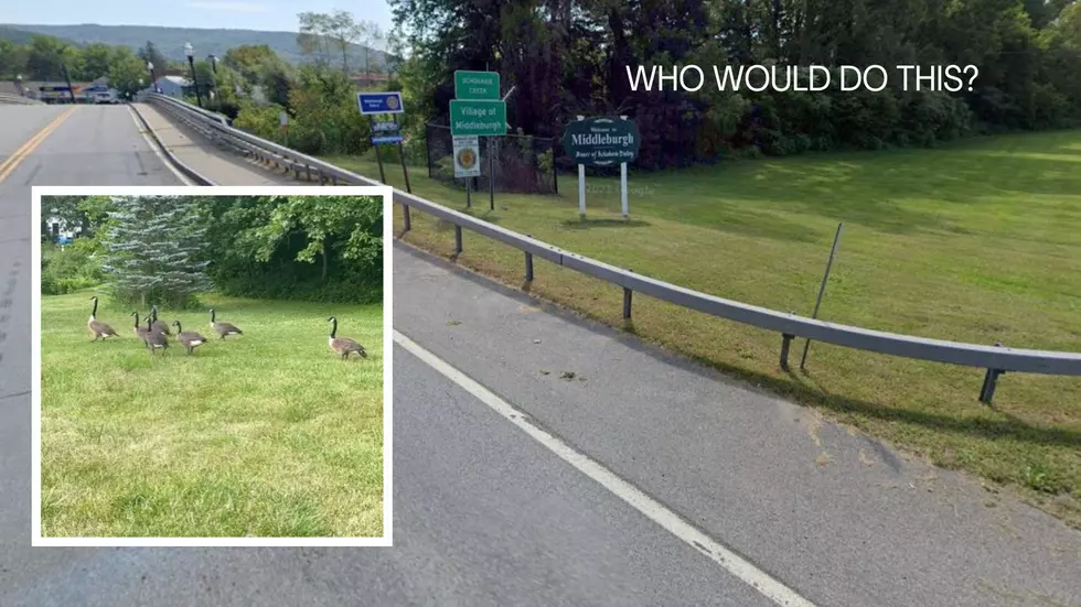 Family of Geese Mowed Down in Schoharie County – Two are Dead!