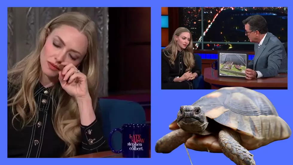 Help! Actress’ Beloved Tortoise is Missing from Home in Upstate!