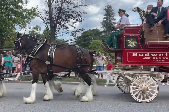 Famous Budweiser Clydesdale Trotting into CNY Labor Day Weekend