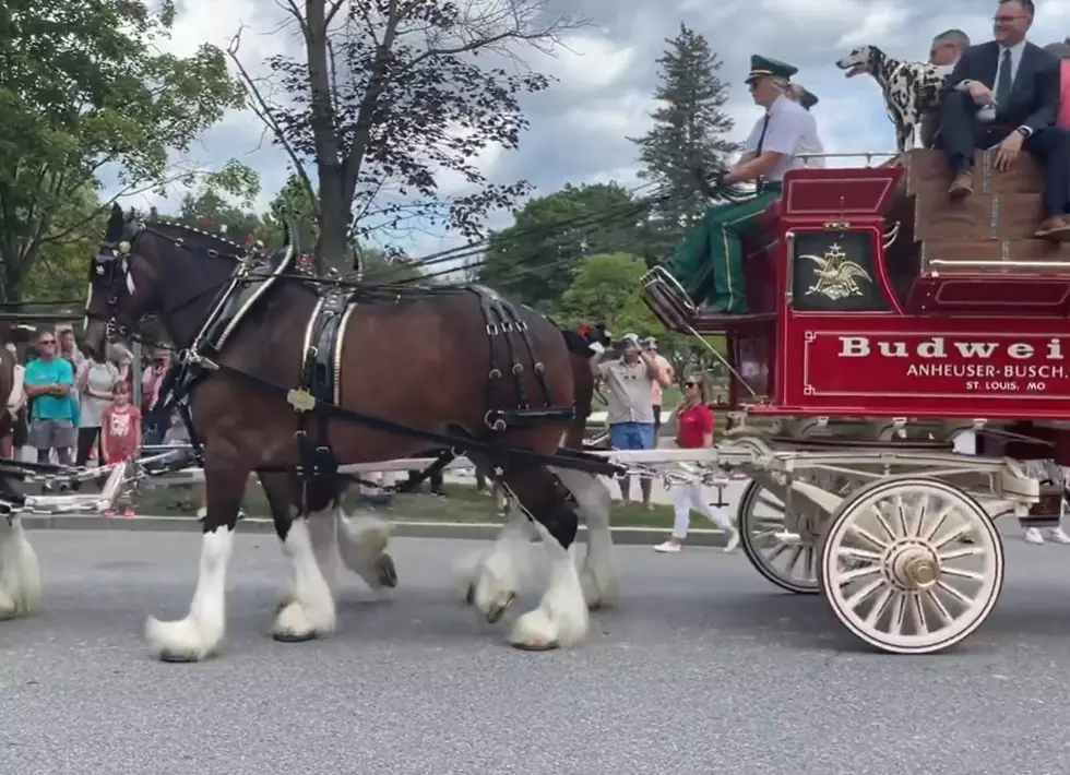 Famous Budweiser Clydesdale Trotting into Central New York Labor Day Weekend