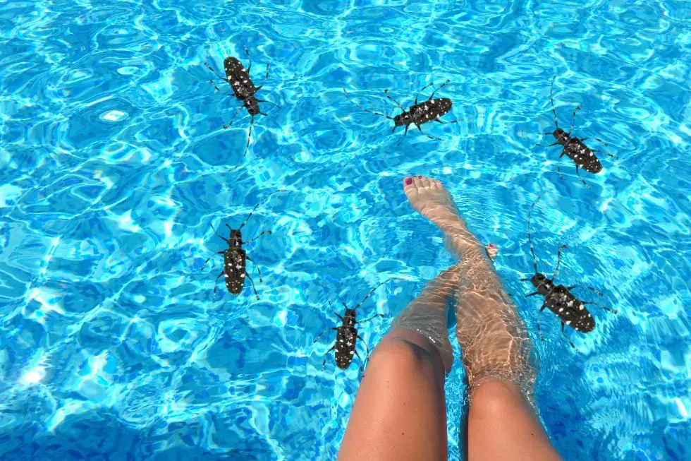 Have You Seen These Invasive Beetles in Your Pool? NY DEC Needs to Know