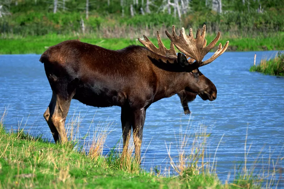 WATCH: Adirondack Moose Goes For A Swim Across Indian Lake