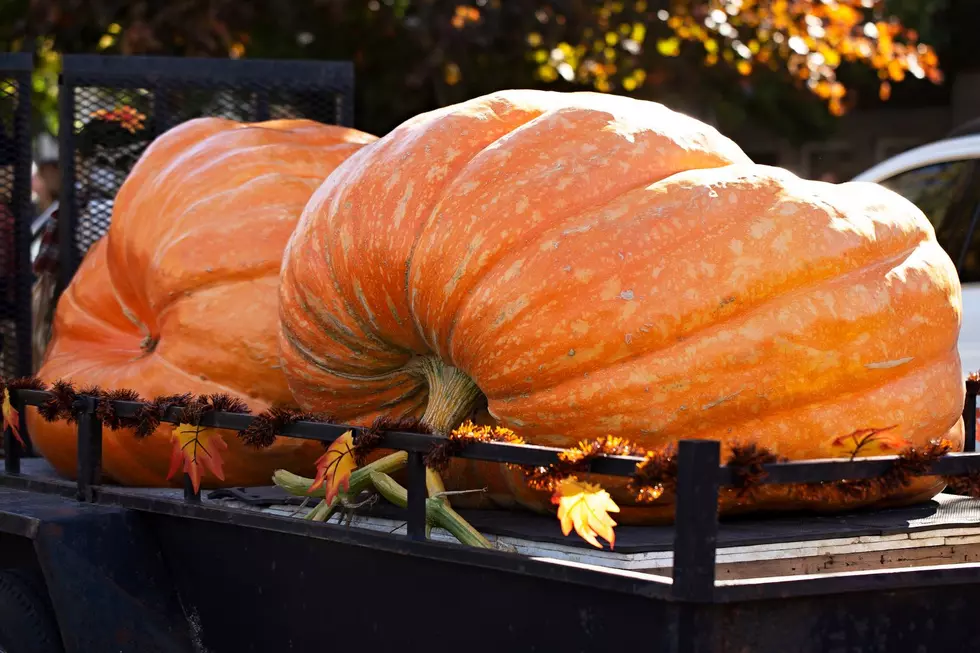 Check Out Saratoga's Annual Giant Pumpkinfest This Saturday!