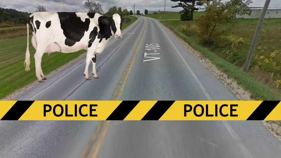 Man Dies after Plowing into Cow at 100 MPH in Rural Vermont