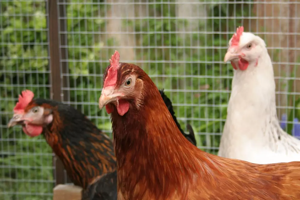 Will Residents Cry 'Fowl' on Allowing Chickens in Rotterdam?