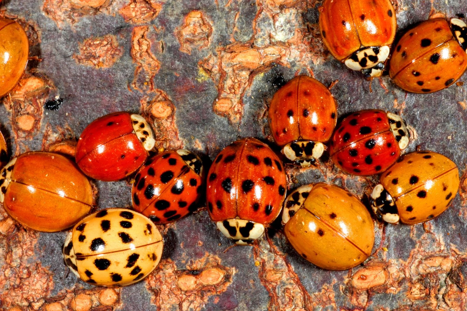 Why ladybugs swarm your home — and what to do about it - The Washington Post