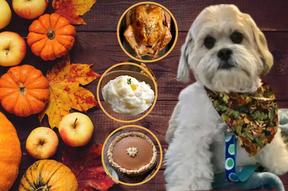 Treating Your Pets on Thanksgiving? Beware of These Harmful Foods