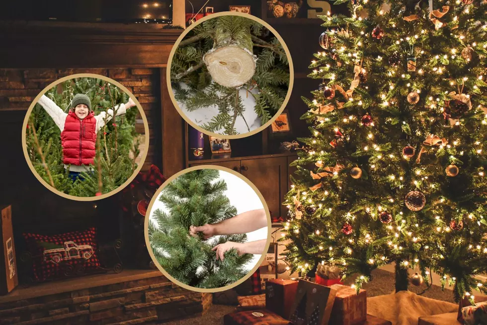 Here&#8217;s How to Keep Your Fresh-Cut NY Xmas Tree Healthy Through the Season