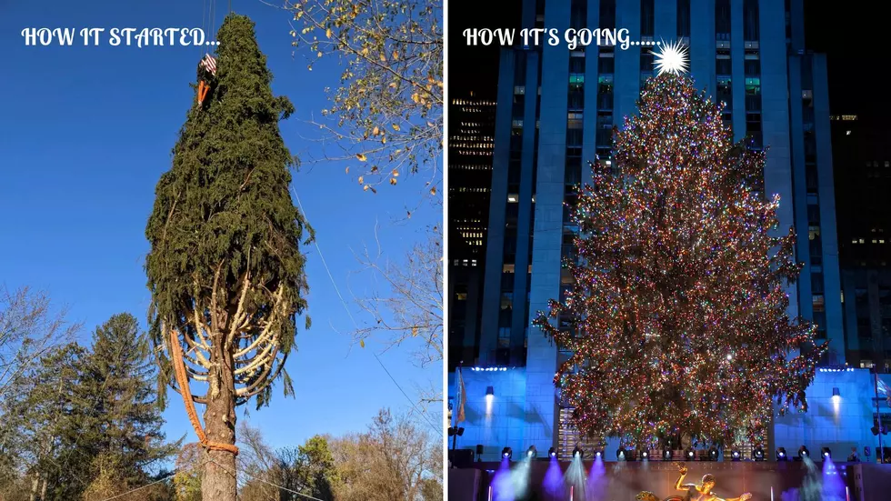 The 12 Best Christmas Trees in NYC This Year - PureWow