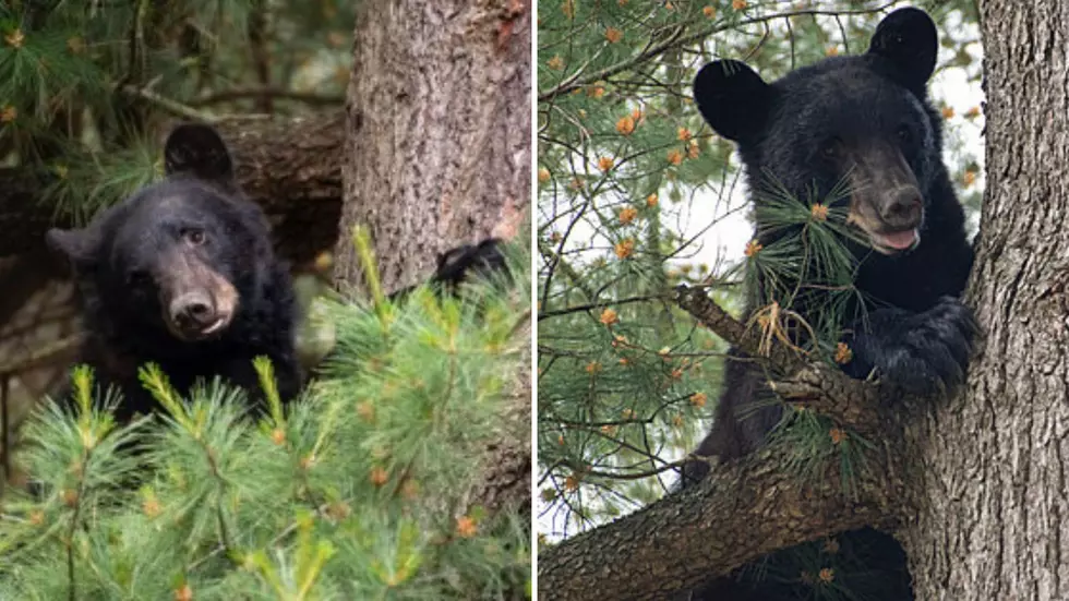 Remember Albany Bear? Sadly, He was found 140 Miles from Release Point