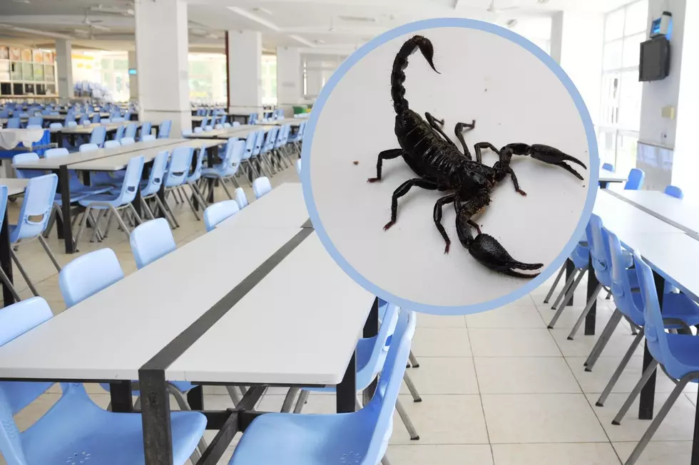 Prepping Lunch Upstate NY School Cafeteria Workers Find Scorpion! [PIC]