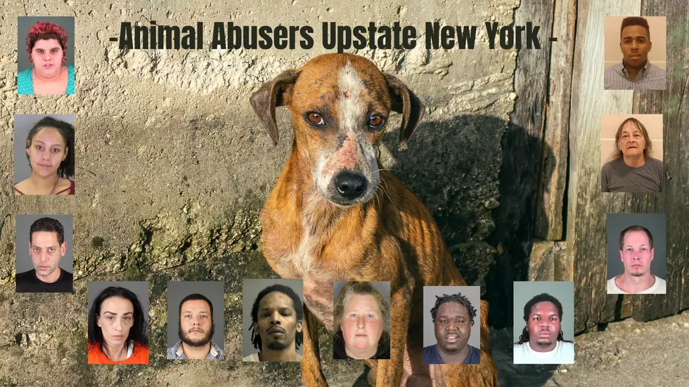 28 Names and Faces of Registered Animal Abusers in Albany County