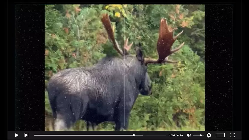 Watch as Men in Upstate NY Marvel at Massive Moose on the Move
