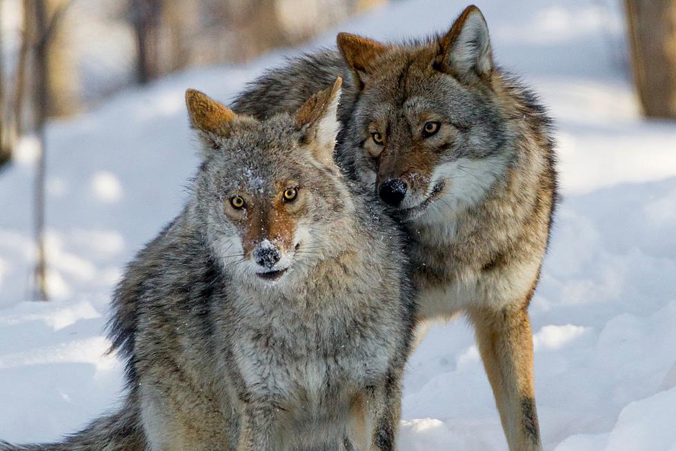 Upstate NY Keep Your Pets Safe! It&#8217;s Coyote Mating Season!