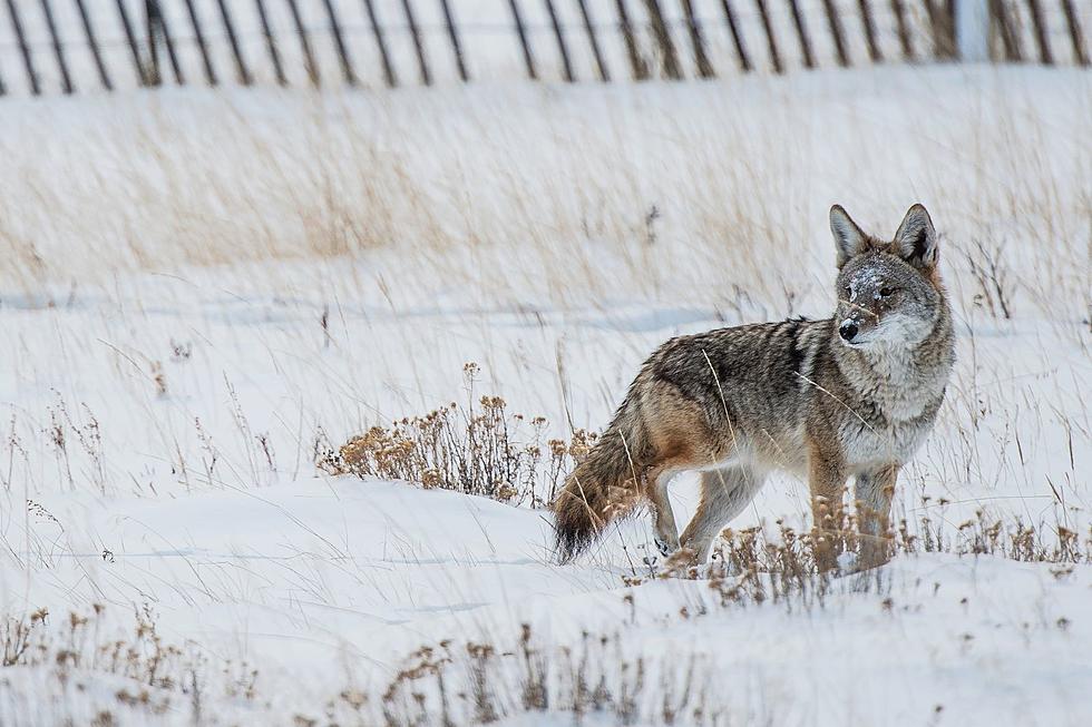 How To Keep Your Pets Safe From Coyotes In Upstate NY