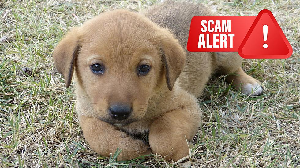 Cute Puppies for Sale Online? NY State Police Say Don&#8217;t Get Duped!