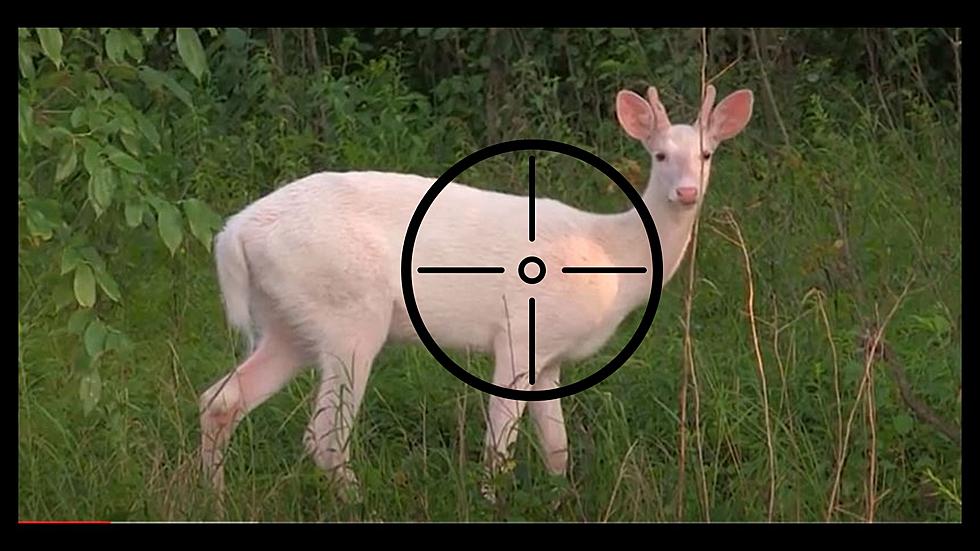 Upstate NY Man Admits to Baiting and Killing Rare White Deer