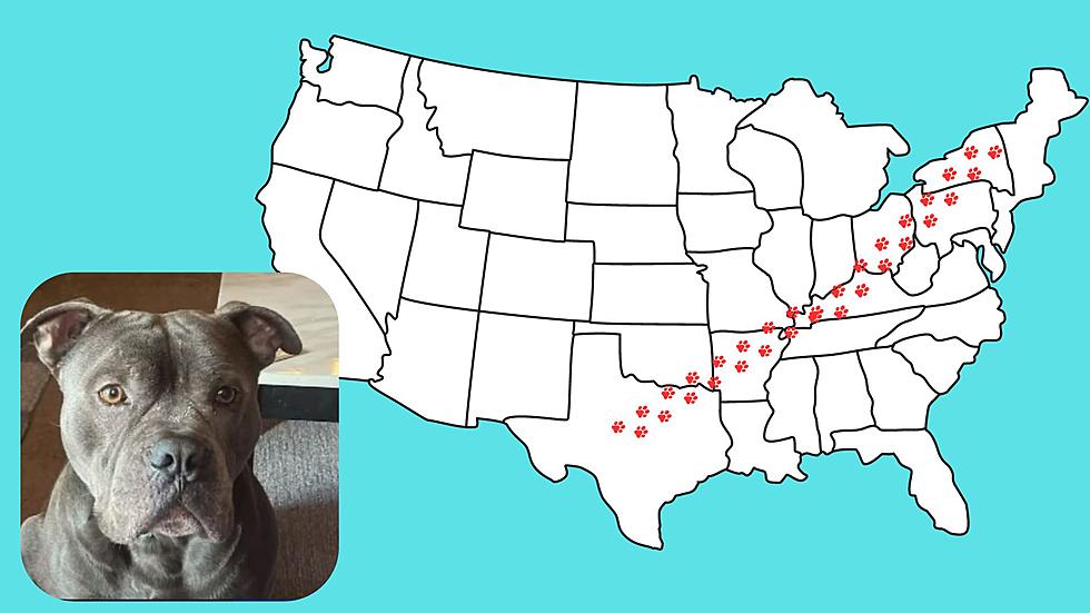 Lost Dog Inexplicably Travels 1500 Miles &#8211; Found Safe in Upstate NY!