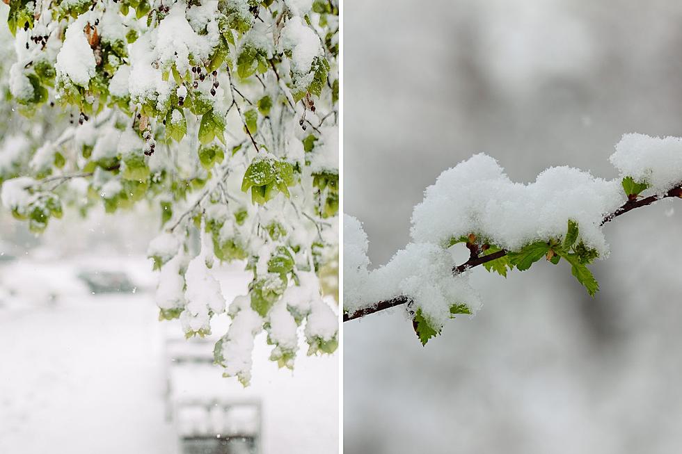 What Is The Date of the Latest, Sizeable Snowfall In Albany History?