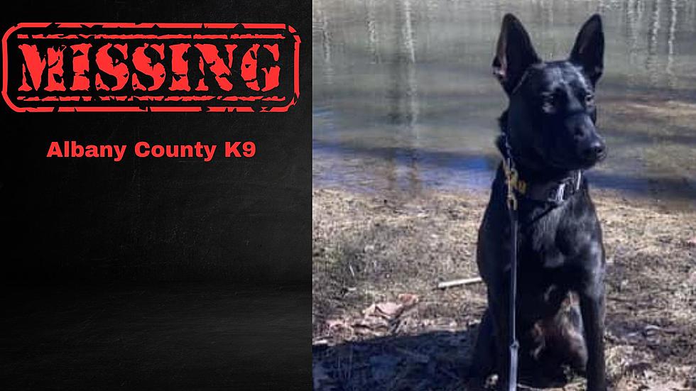 Public Help Needed – Albany County Sheriff’s K9 Goes Missing!