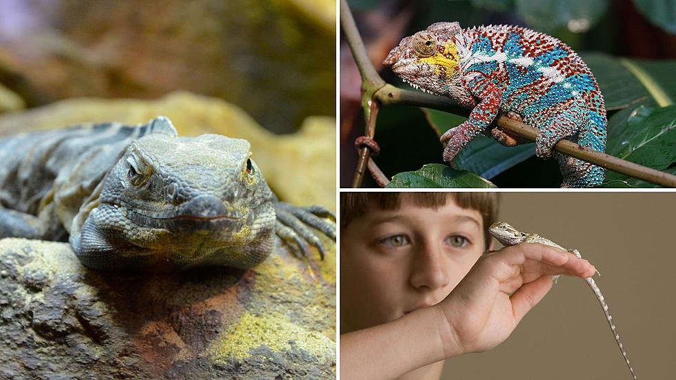 84,000 Sq. Ft. of Exotic Pets! Big Reptile Expo Slithers into Albany