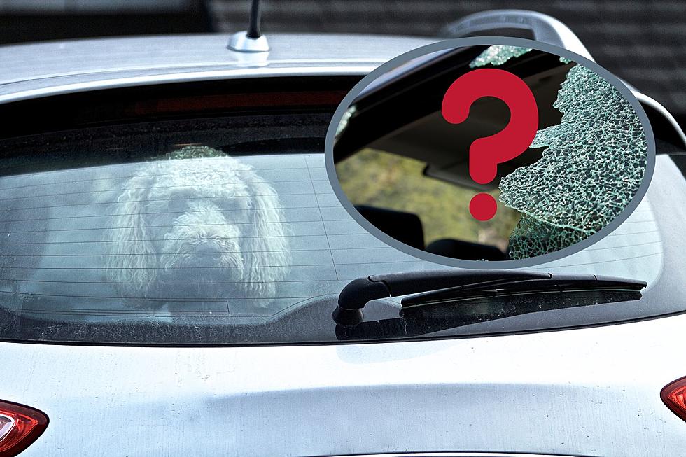 Can You Legally Break a Car Window to Rescue a Dog in NY?