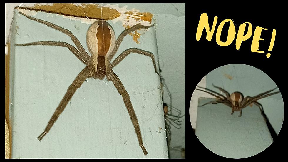 Oh Heck No! Giant Spider Invades Woman&#8217;s Upstate NY Home