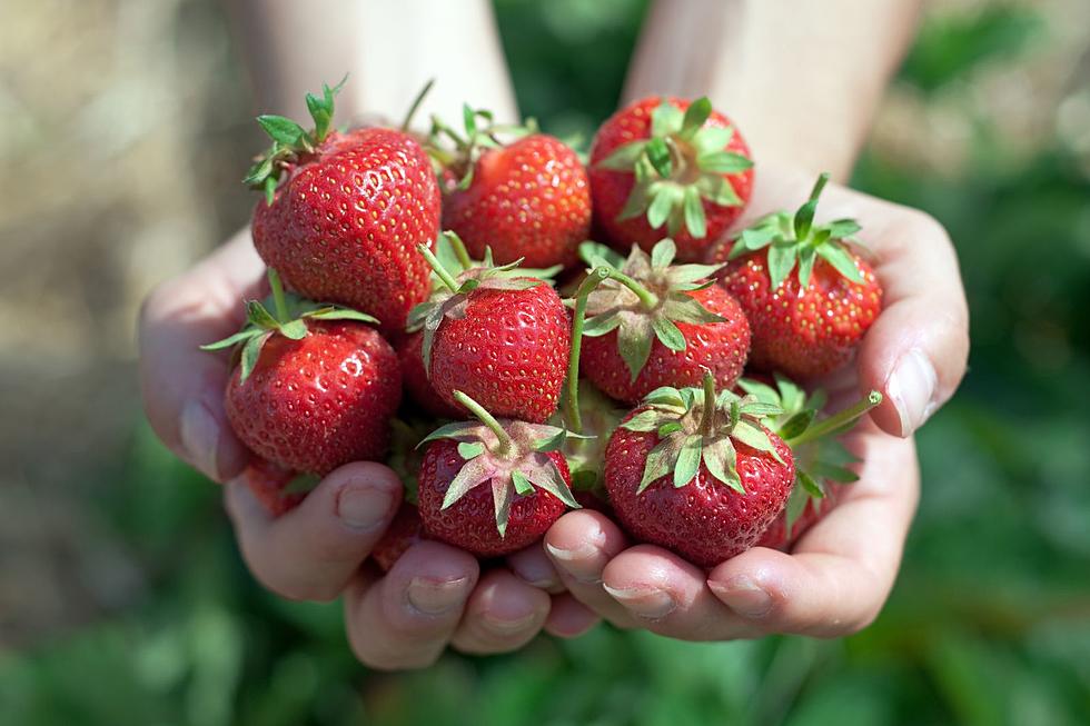 Go Strawberry Picking at These Upstate NY Farms &#038; Orchards