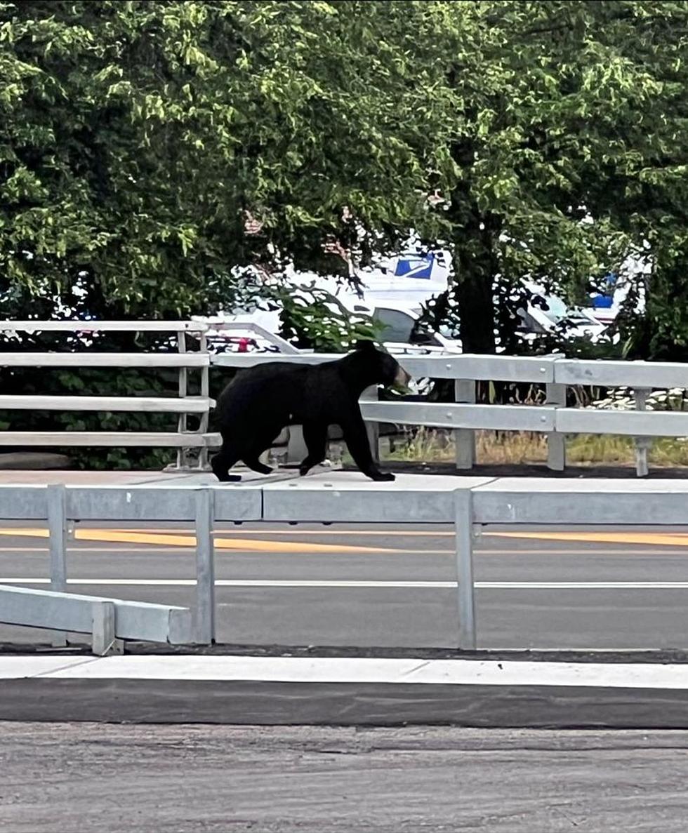 Big Busy Bear Takes Daylong Stroll through Montgomery County