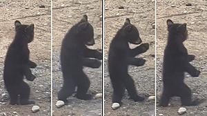 Watch as Adorable ADK Bear Cub Dances like Michael Jackson