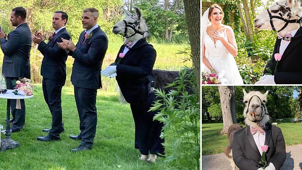 Oh Lla-Lla! Yes, That’s an Actual Llama at an Upstate NY Wedding!