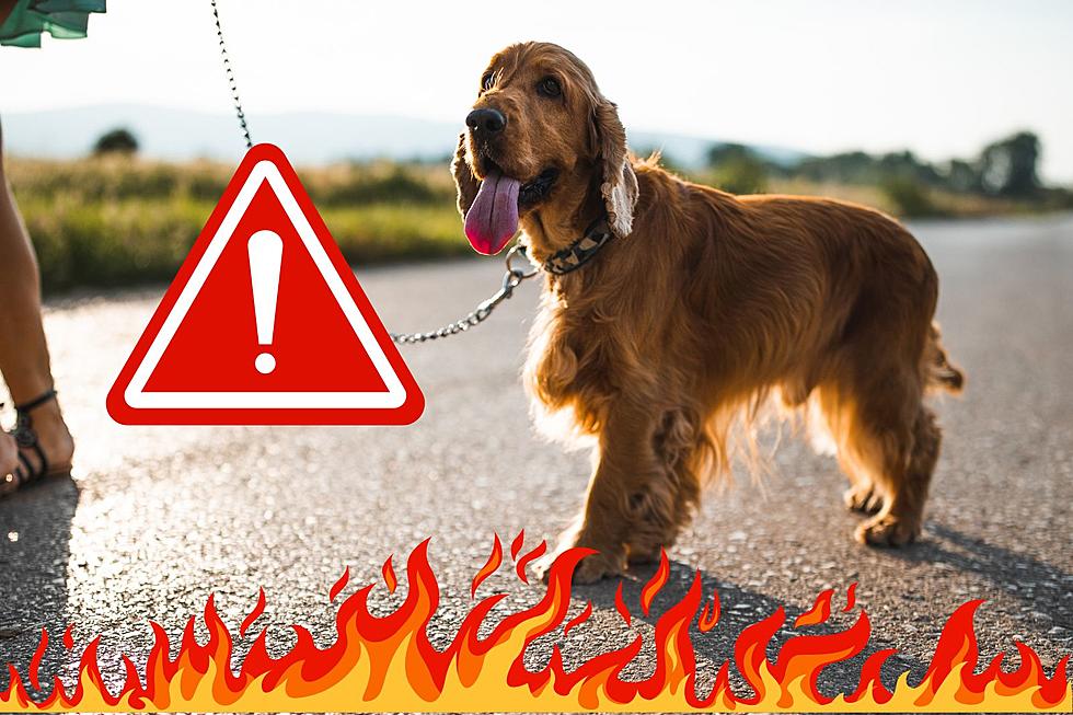 Hot Pavement DANGER For Your Dog! How to Avoid Paw Burns