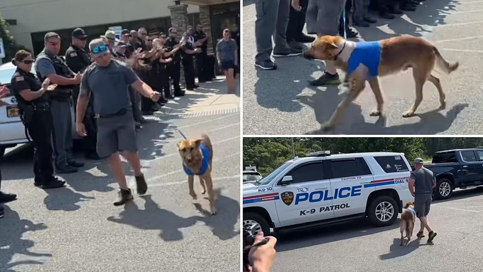 Troy K9 Leaves Vet Hours After Being Stabbed 12 Times [WATCH]