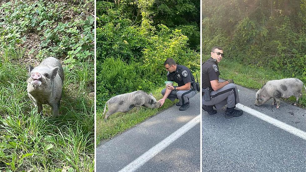 Road Hog! Runaway Pot-Bellied Pig Rescued in Rensselaer County