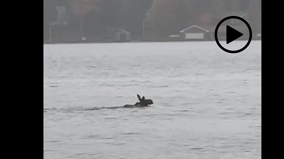 Rare Sight! Watch as an ADK Moose Goes for Swim in Upstate NY