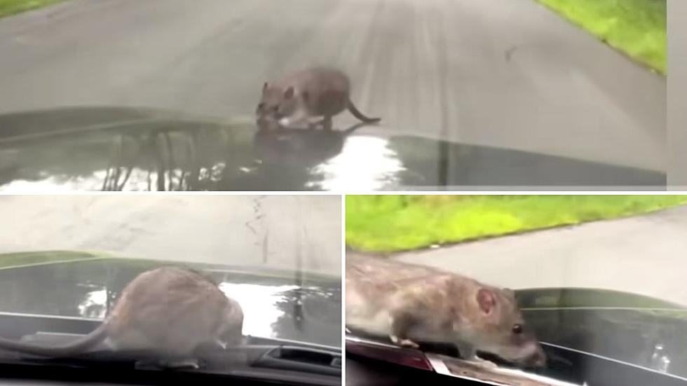 Oh Heck No! Man Films a Rat Hitching a Ride to Upstate NY