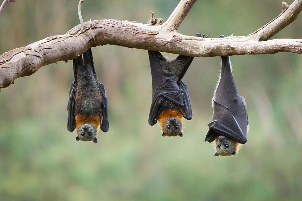 NY Bats Need Us! Leave 'em Hanging & Help Protect Them