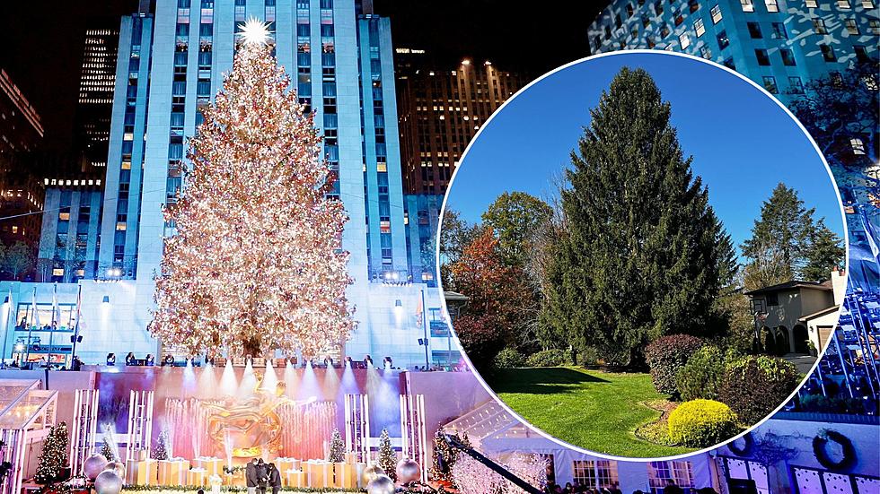 Upstate Spruce Chosen To Be &#8216;The Tree&#8217; At Rockefeller Center