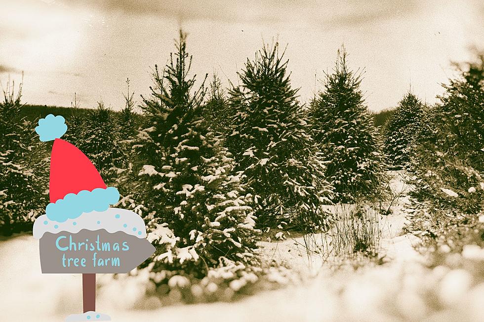 See The Capital Region&#8217;s 5 Favorite Places To Cut Your Own Christmas Tree