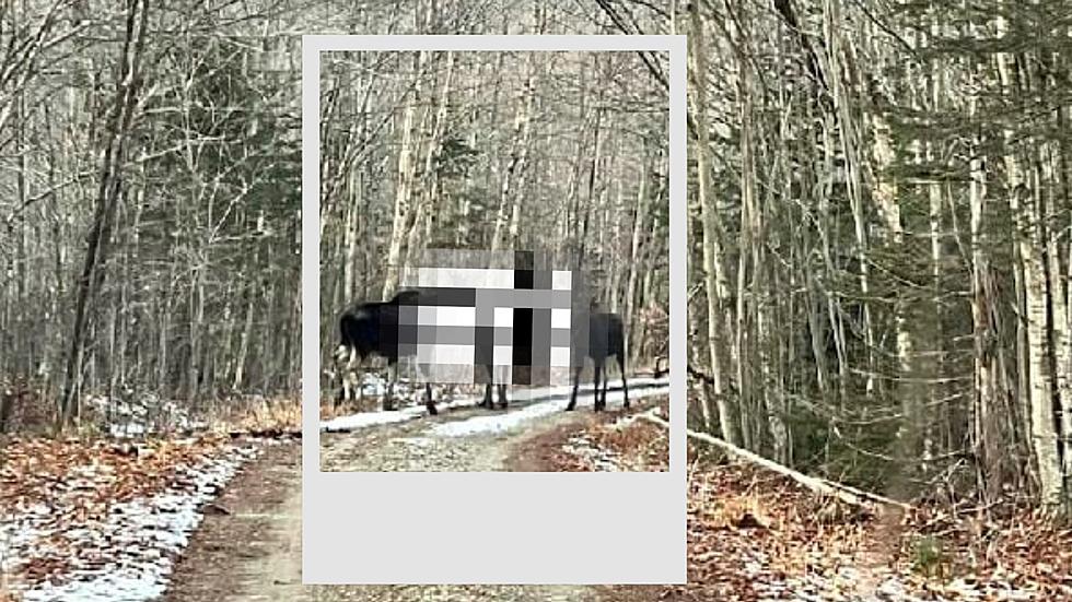 Upstate New York Hiker’s Once in a Lifetime Moose Encounter (PIC)