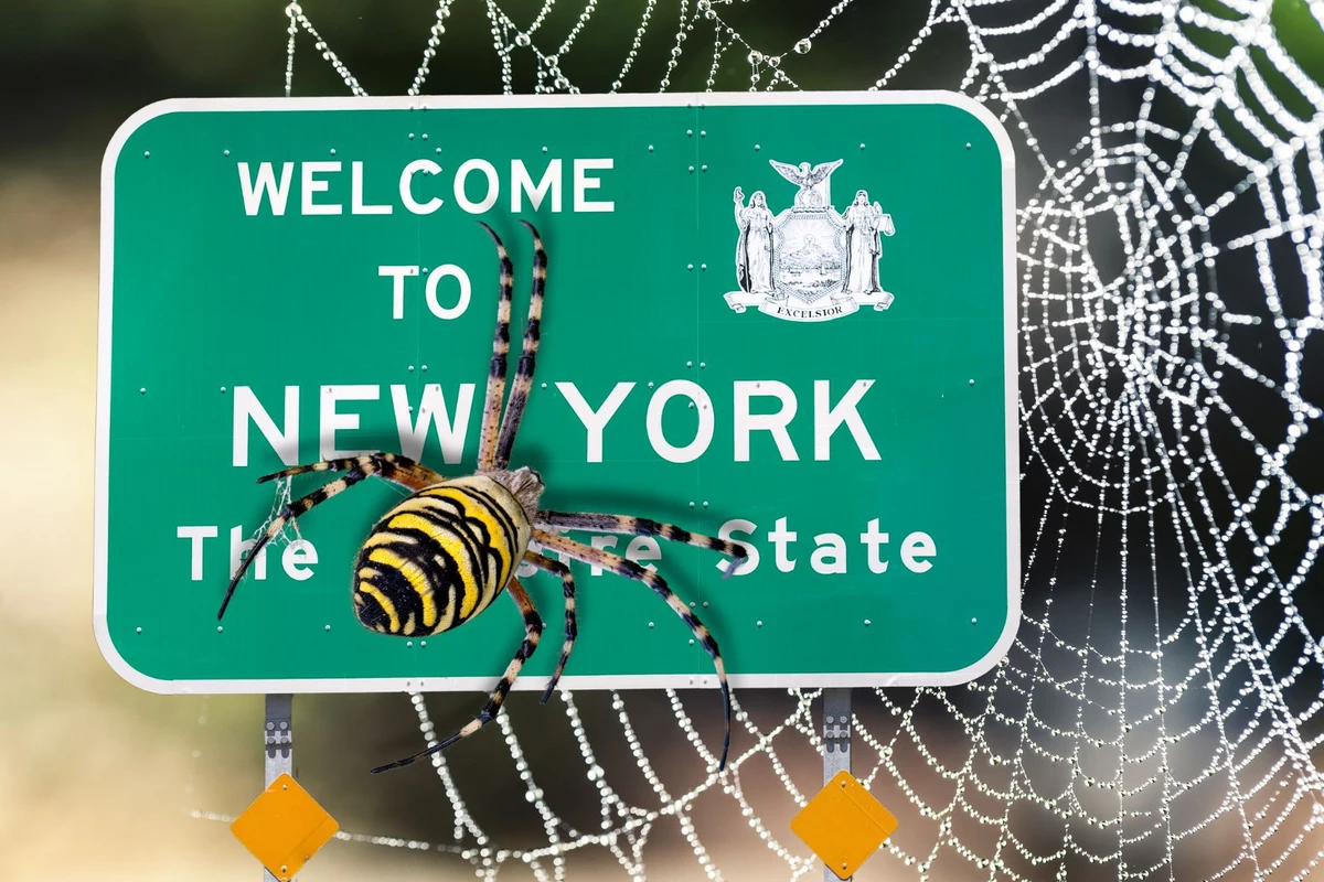Common New York Spiders & Where They Hide