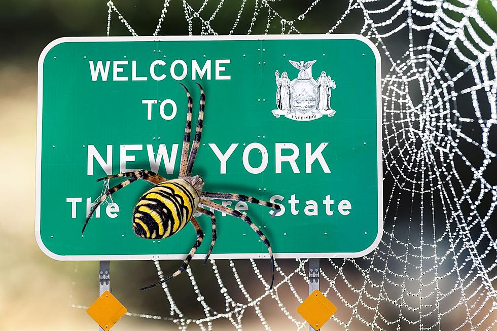Giant Venomous Spiders Could Invade New York This Summer