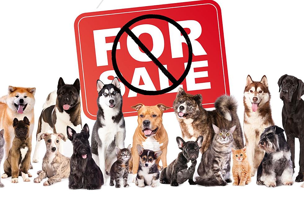 It’s Now Illegal to Buy Dogs or Cats at Pet Stores in NY State