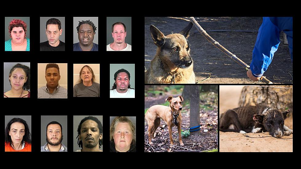 The 30 Faces of Animal Abuse in Upstate New York