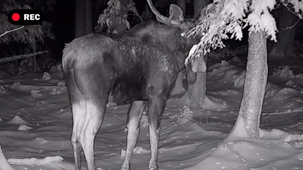 Trail Cam Vid Captures Magnificent Moment In The Upstate Adirondacks