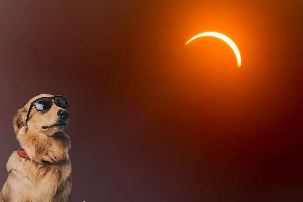 New York Dogs &#038; The Solar Eclipse: How Can You Protect Them?
