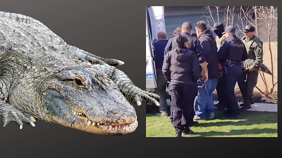 Police Seize 11-Foot Gator From Home In Upstate New York