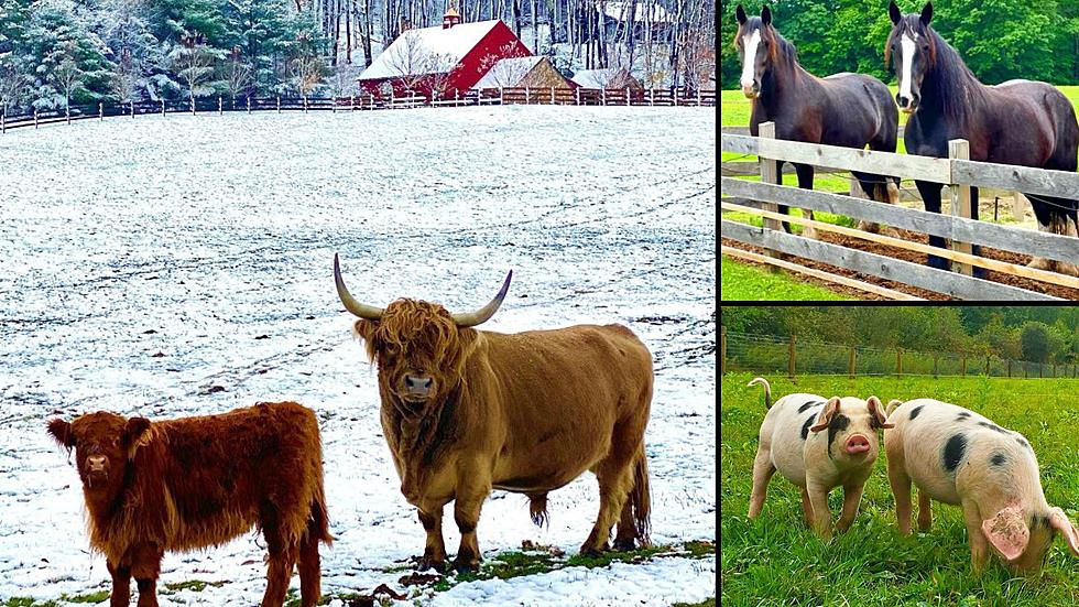 Do You Love Animals? ‘Dream Job’ Opens at Upstate New York Farm