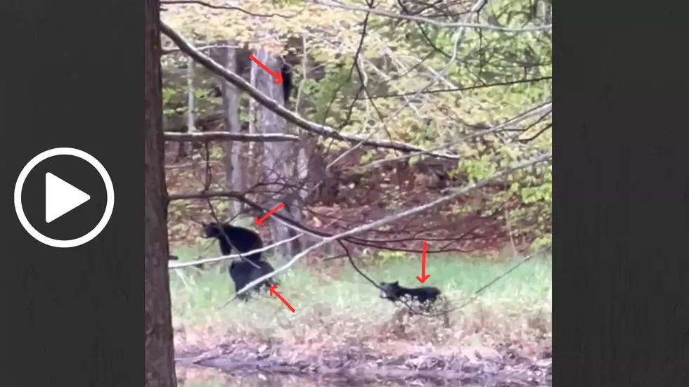 Watch as an Adorable Family of Bears Frolics in the Adirondacks