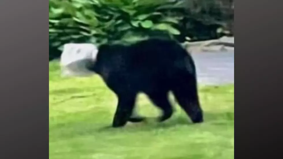 DEC Searching Upstate New York for Bear with a Jar on its Head